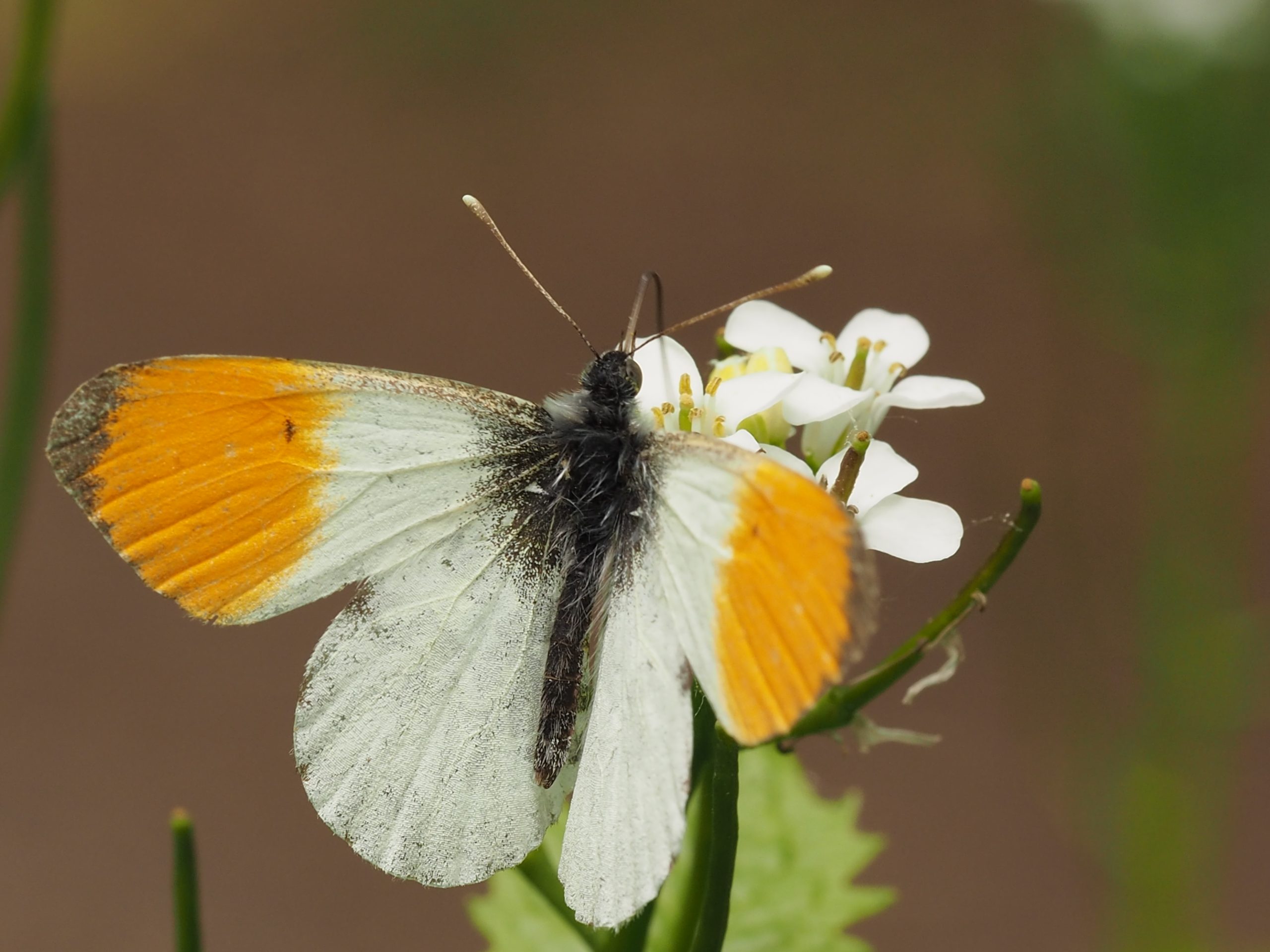 Bělásek řeřichový – Anthocharis cardamines – fotogalerie