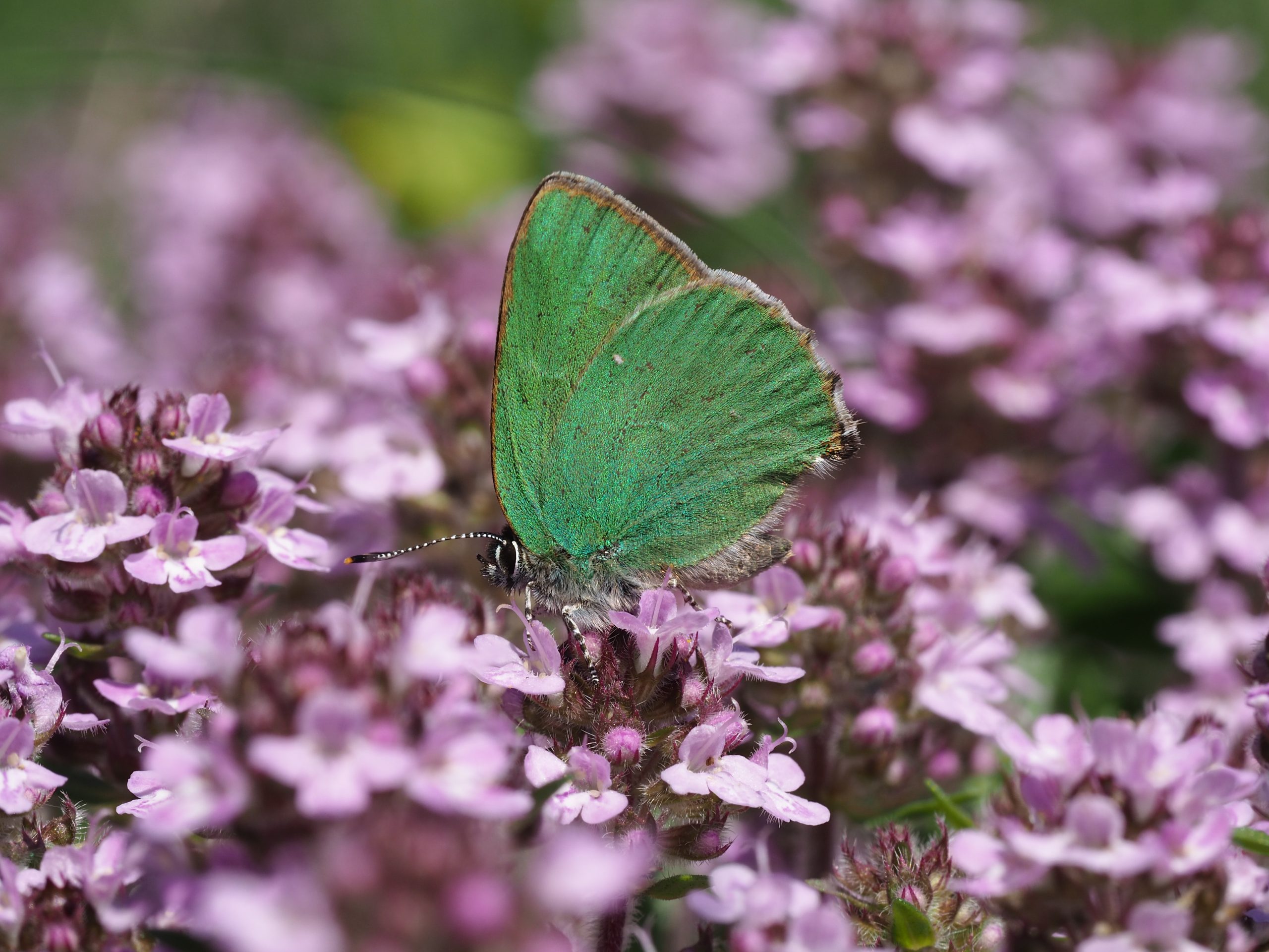 Ostruháček ostružinový – Callophrys rubi – fotogalerie