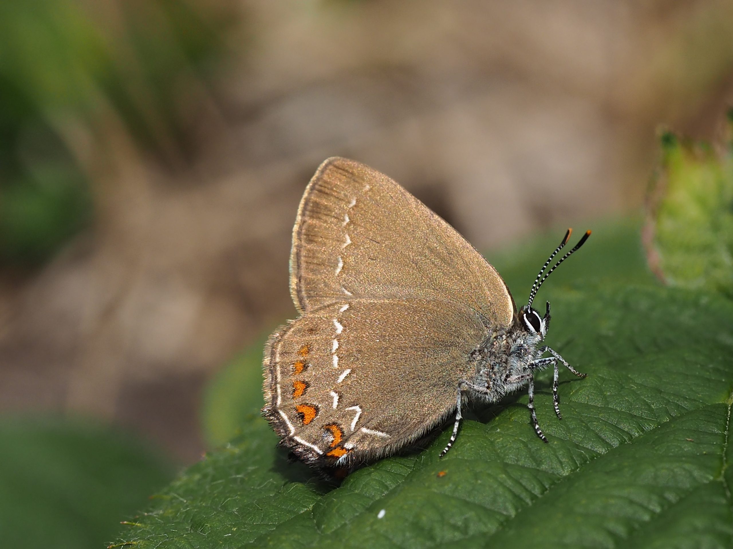 Ostruháček česvinový – Satyrium ilicis – fotogalerie