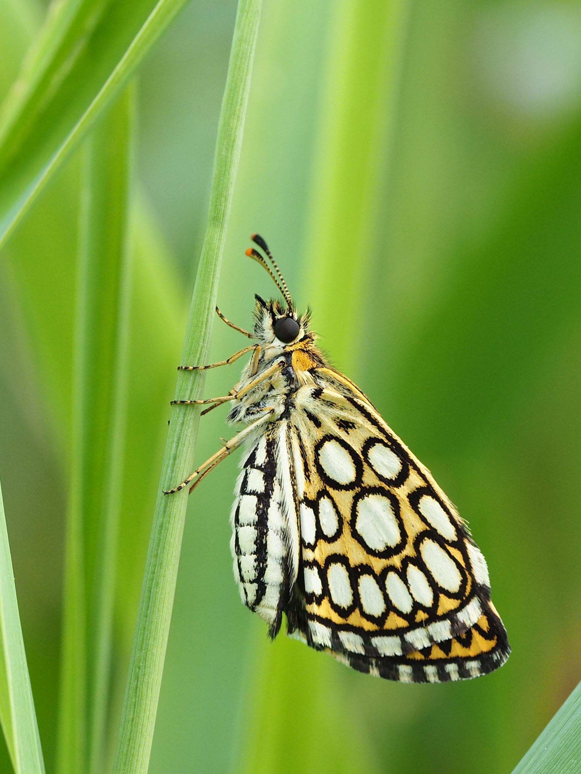 Soumračník černohnědý – Heteropterus morpheus – fotogalerie