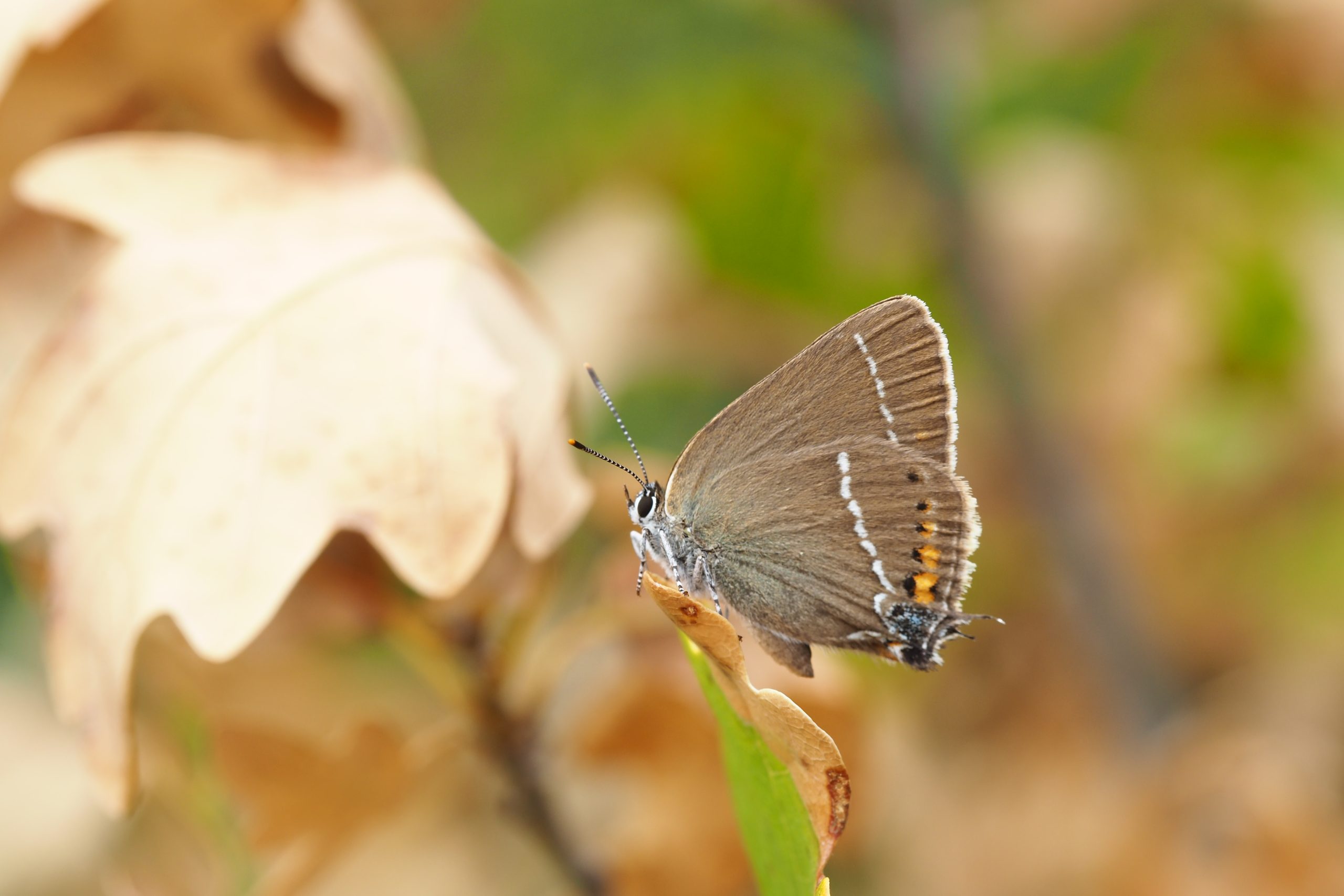 Ostruháček trnkový – Satyrium spini – fotogalerie