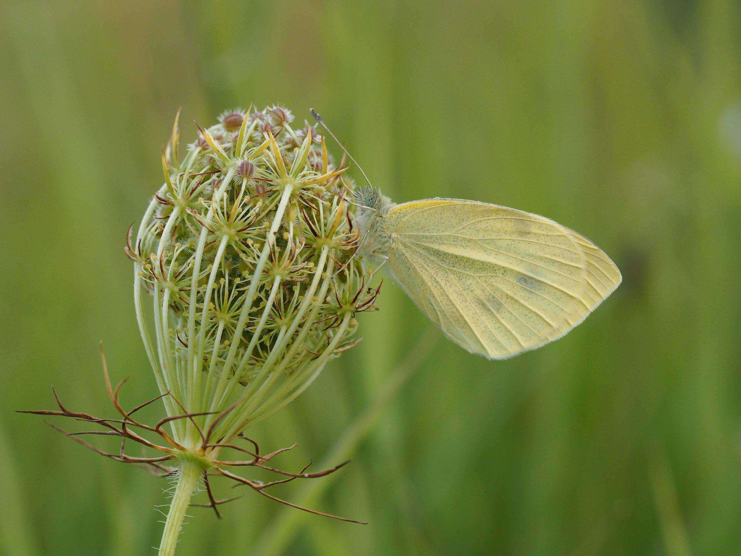 Bělásek řepový – Pieris rapae – fotogalerie