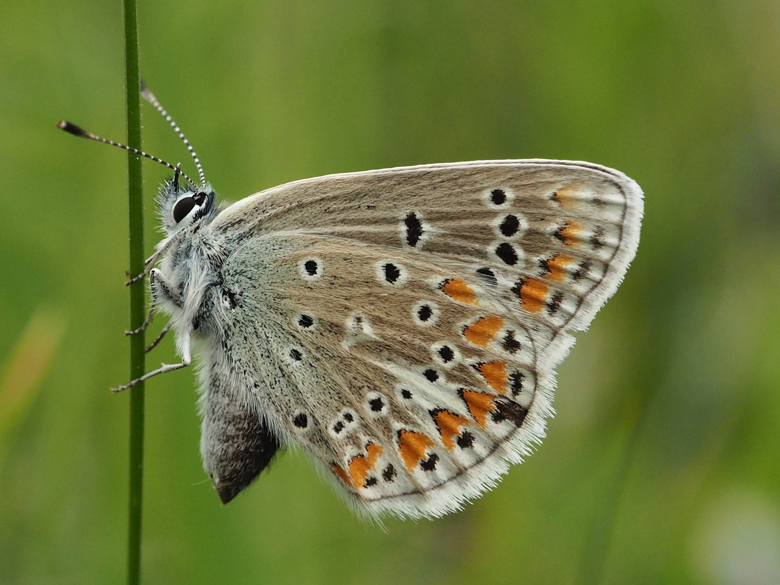 Modrásek vičencový – Polyommatus thersites – fotogalerie