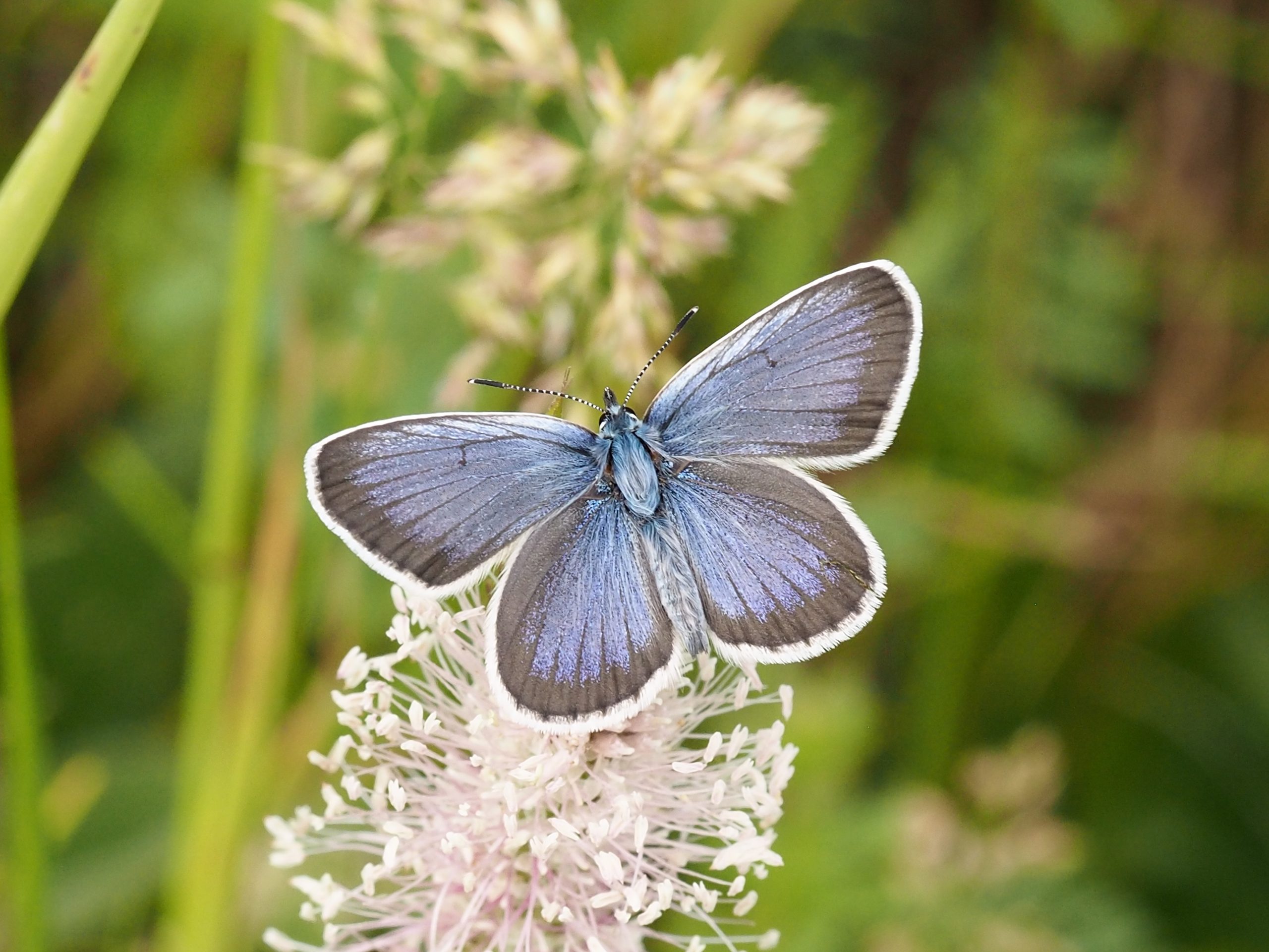 Modrásek černolemý – Plebejus argus – fotogalerie