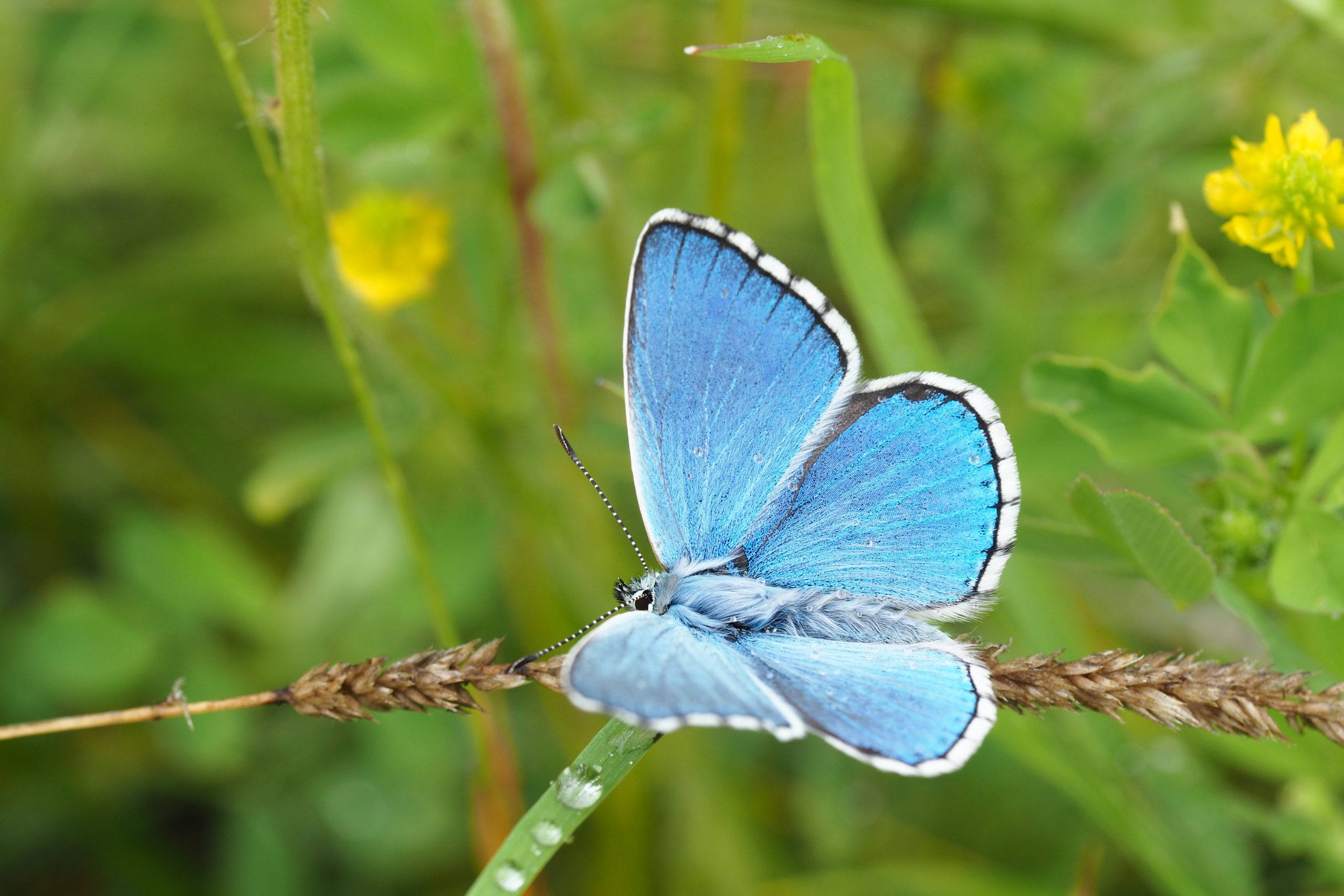 Modrásek jetelový – Polyommatus bellargus – fotogalerie