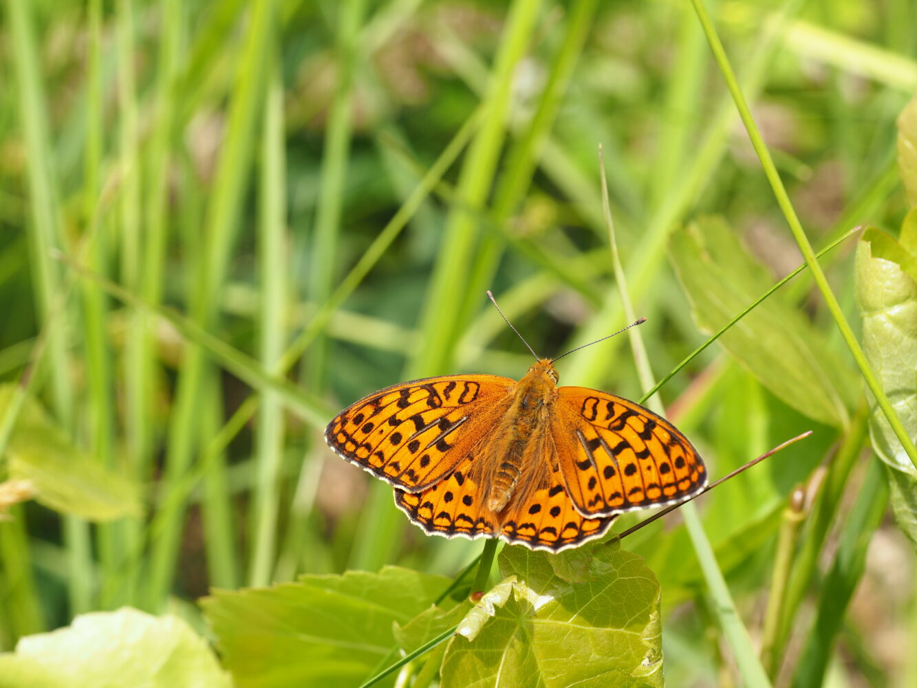 Perleťovec prostřední – Argynnis adippe – fotogalerie