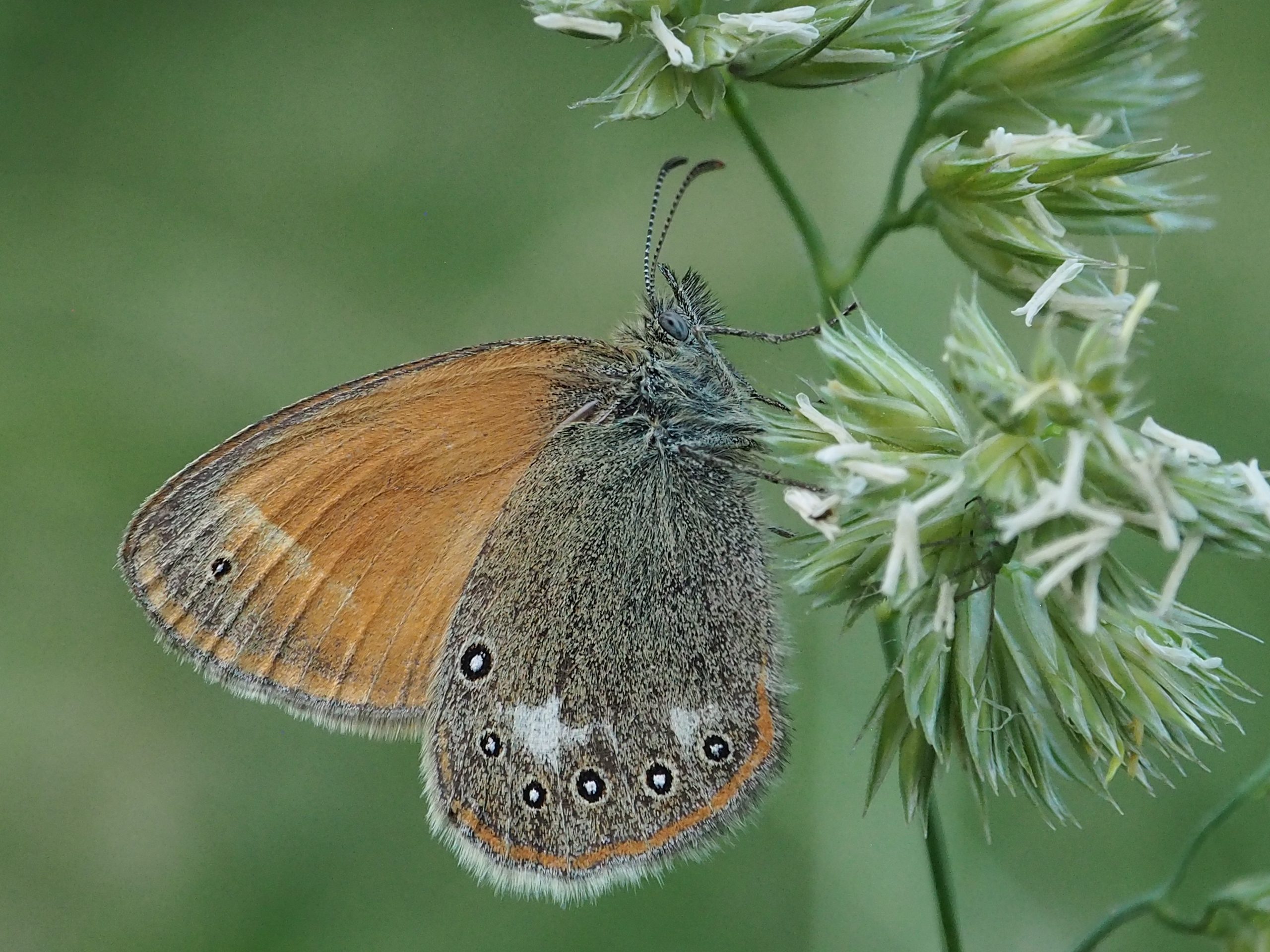 Okáč třeslicový – Coenonympha glycerion – fotogalerie