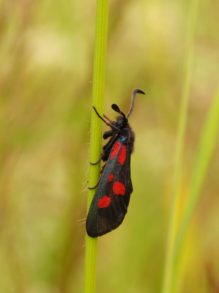 Vřetenuška komonicová – Zygaena viciae – fotogalerie