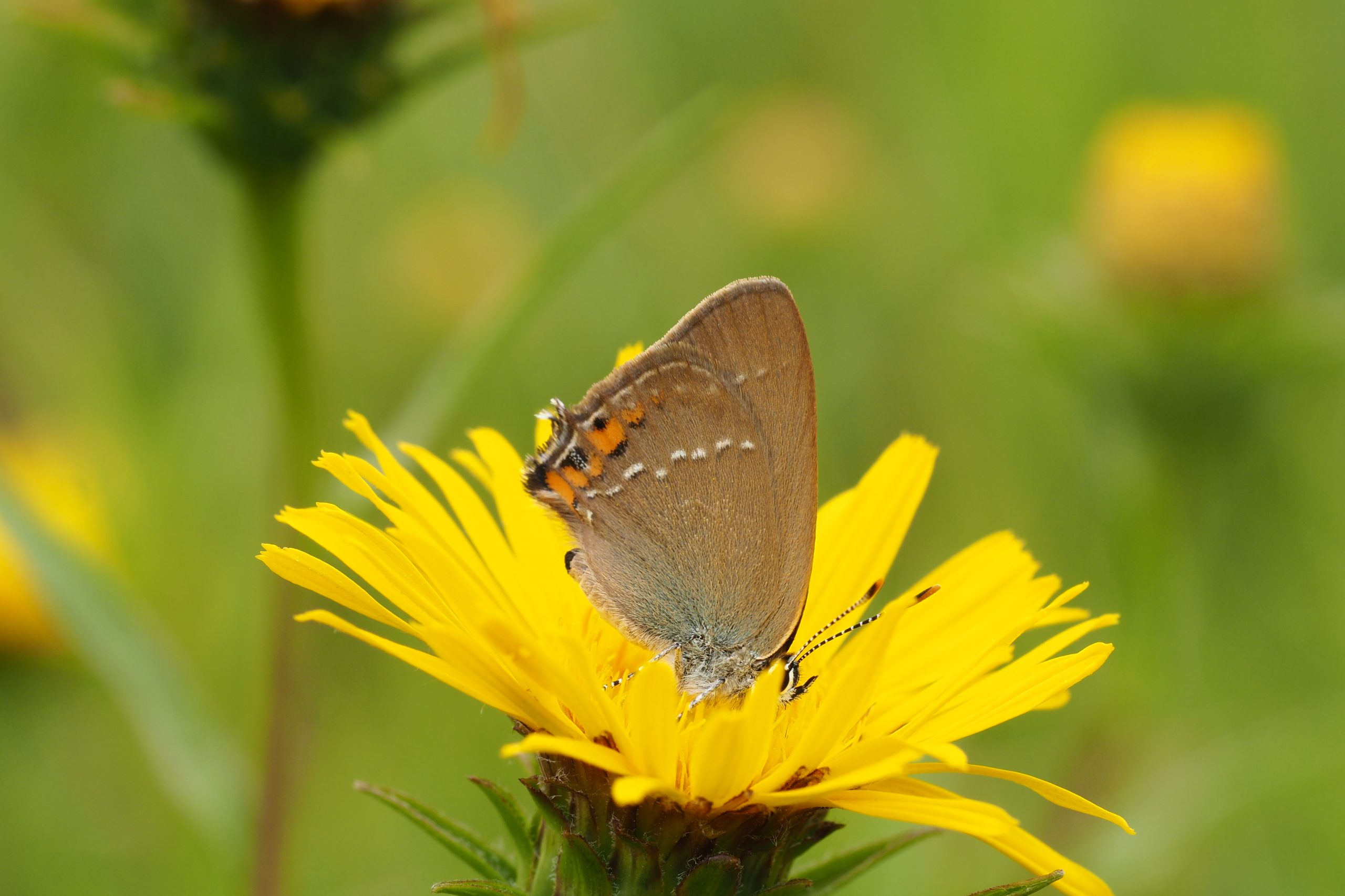 Ostruháček kapinicový – Satyrium acaciae – fotogalerie