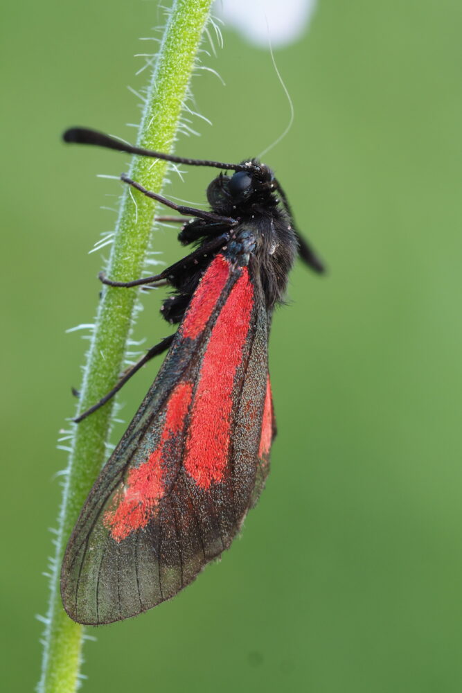 Vřetenuška třeslicová – Zygaena brizae – fotogalerie