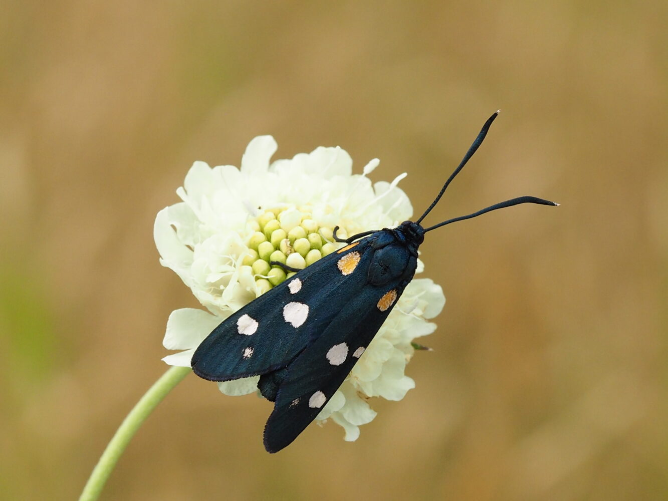 Vřetenuška čičorková – Zygaena ephialtes – fotogalerie