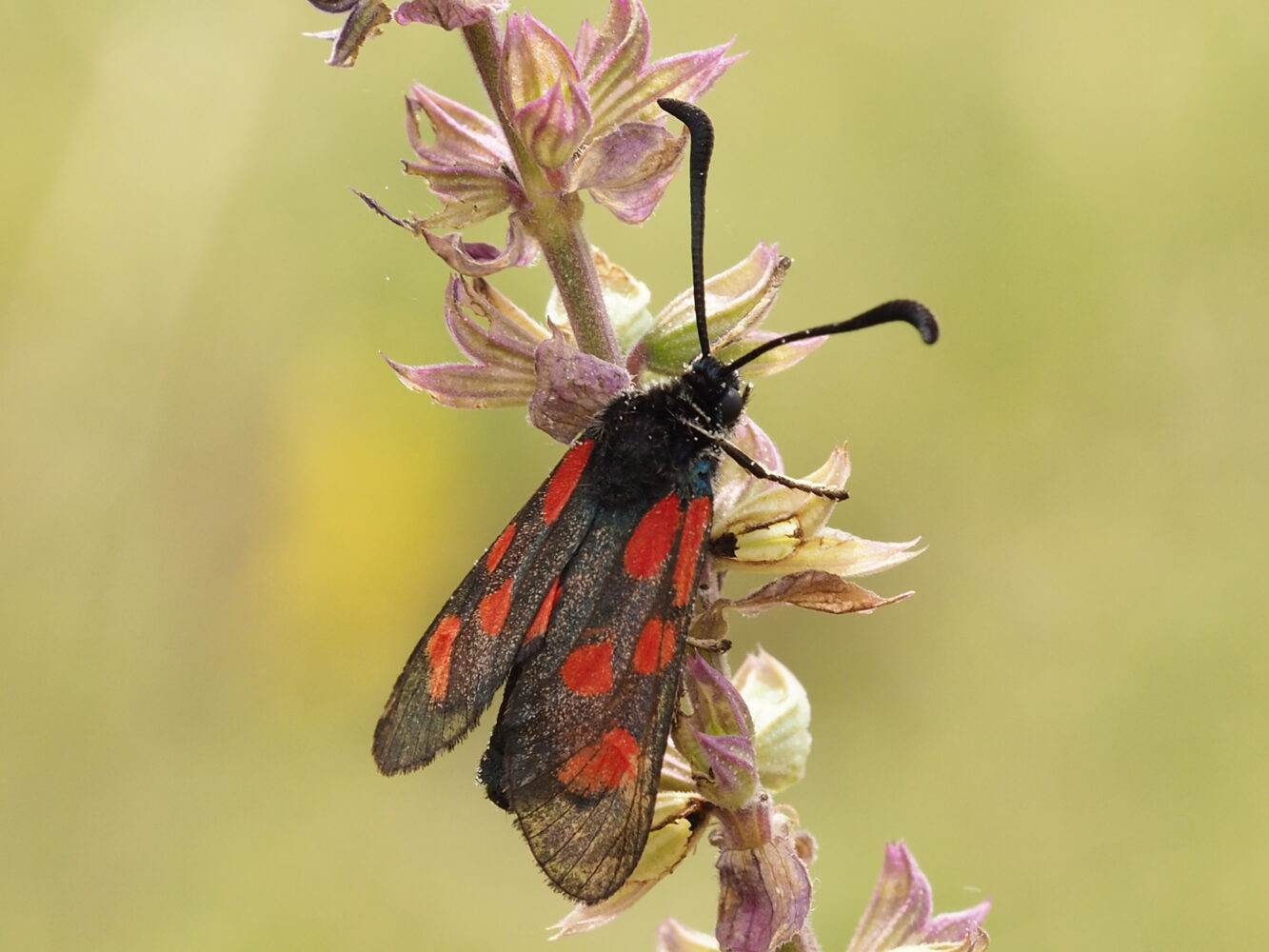 Vřetenuška kozincová – Zygaena loti – fotogalerie