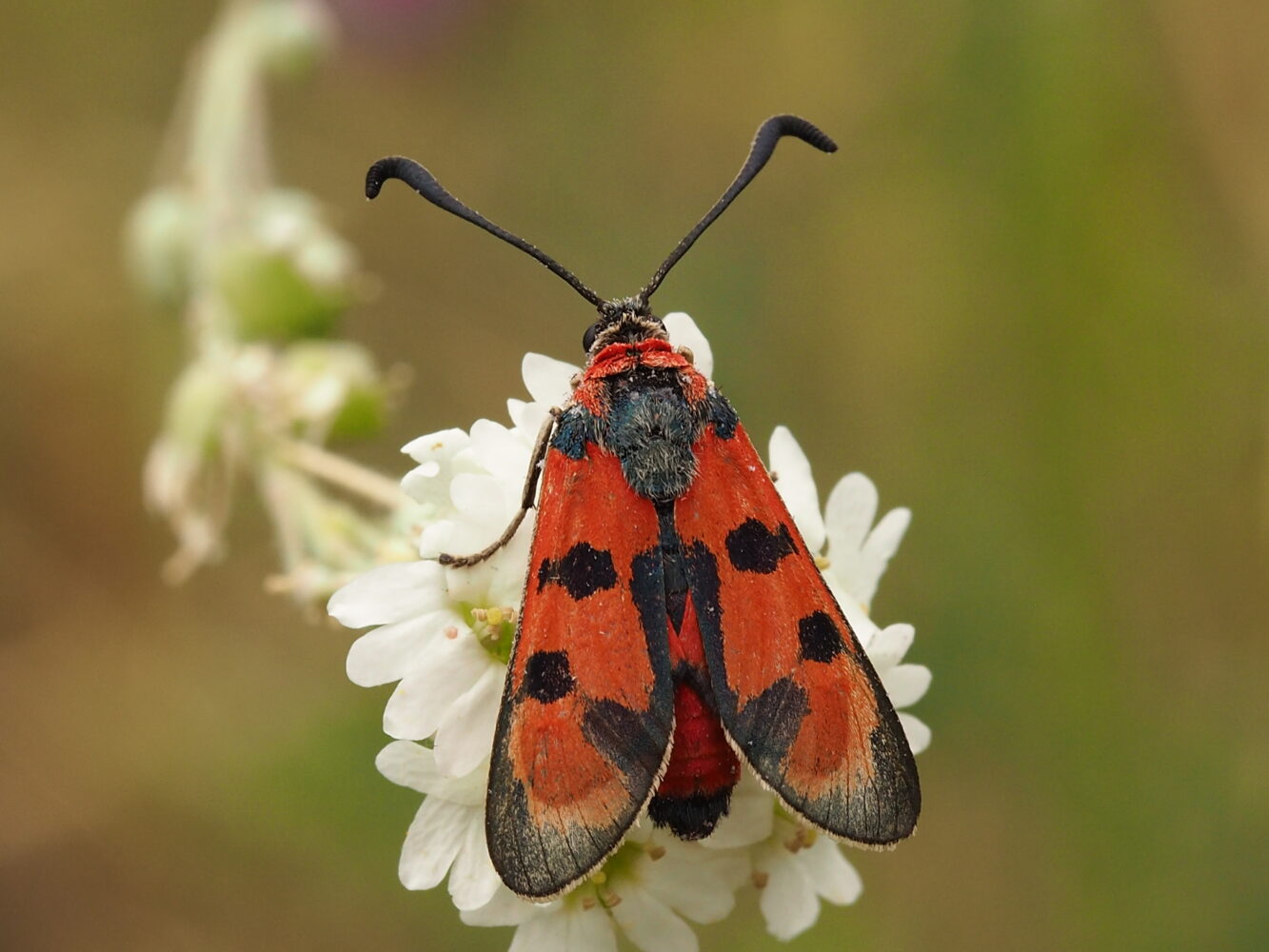 Vřetenuška pozdní – Zygaena laeta – fotogalerie