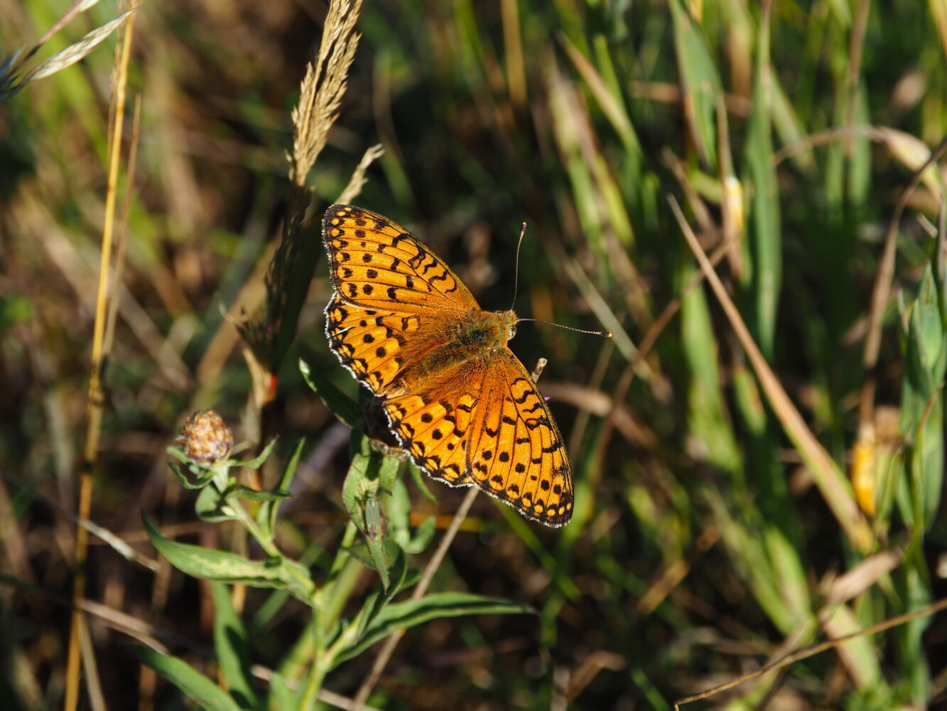 Perleťovec velký – Argynnis aglaja – fotogalerie