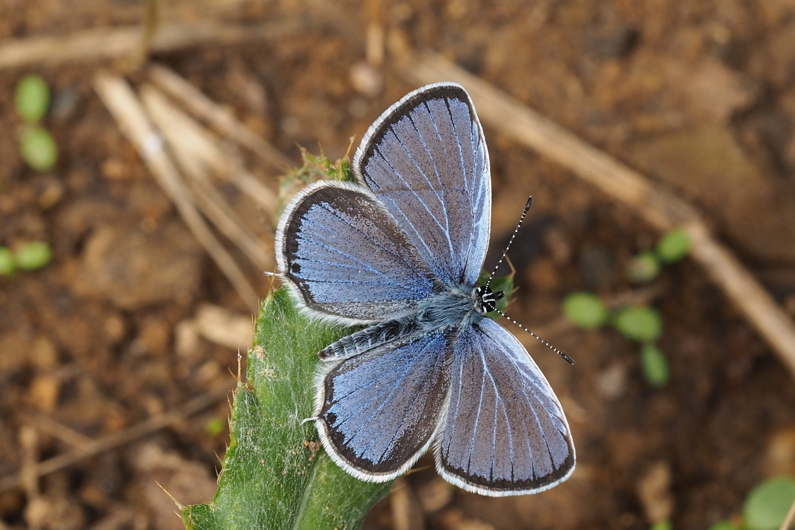 Modrásek tolicový – Cupido decoloratus – fotogalerie