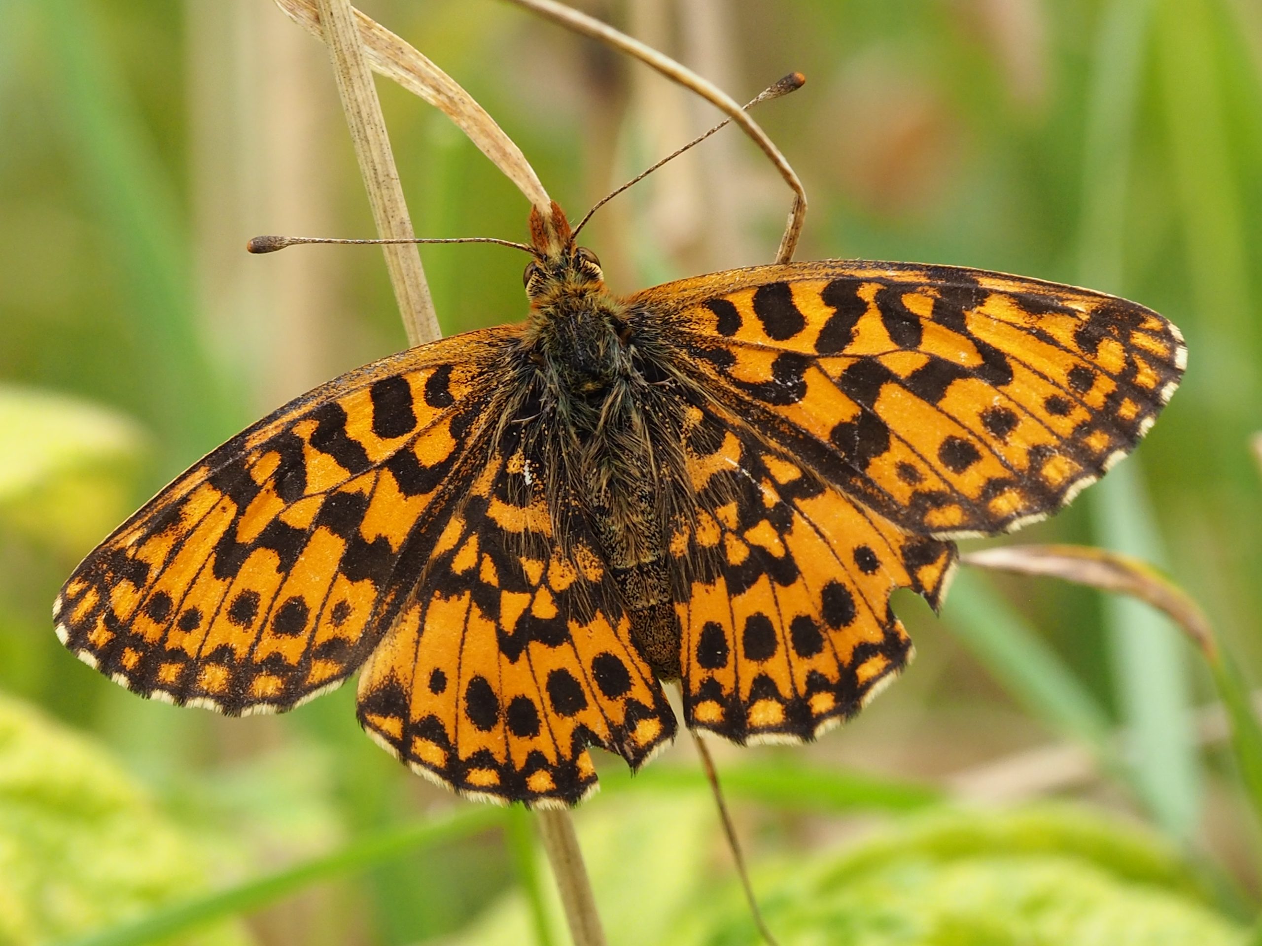 Perleťovec nejmenší – Boloria dia – fotogalerie