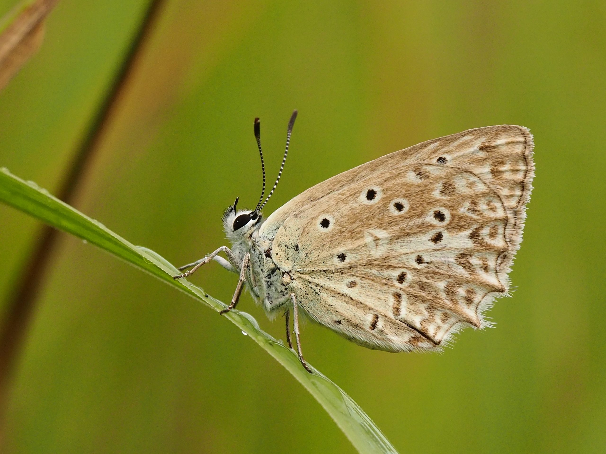 Modrásek hnědoskvrnný – Polyommatus daphnis – fotogalerie