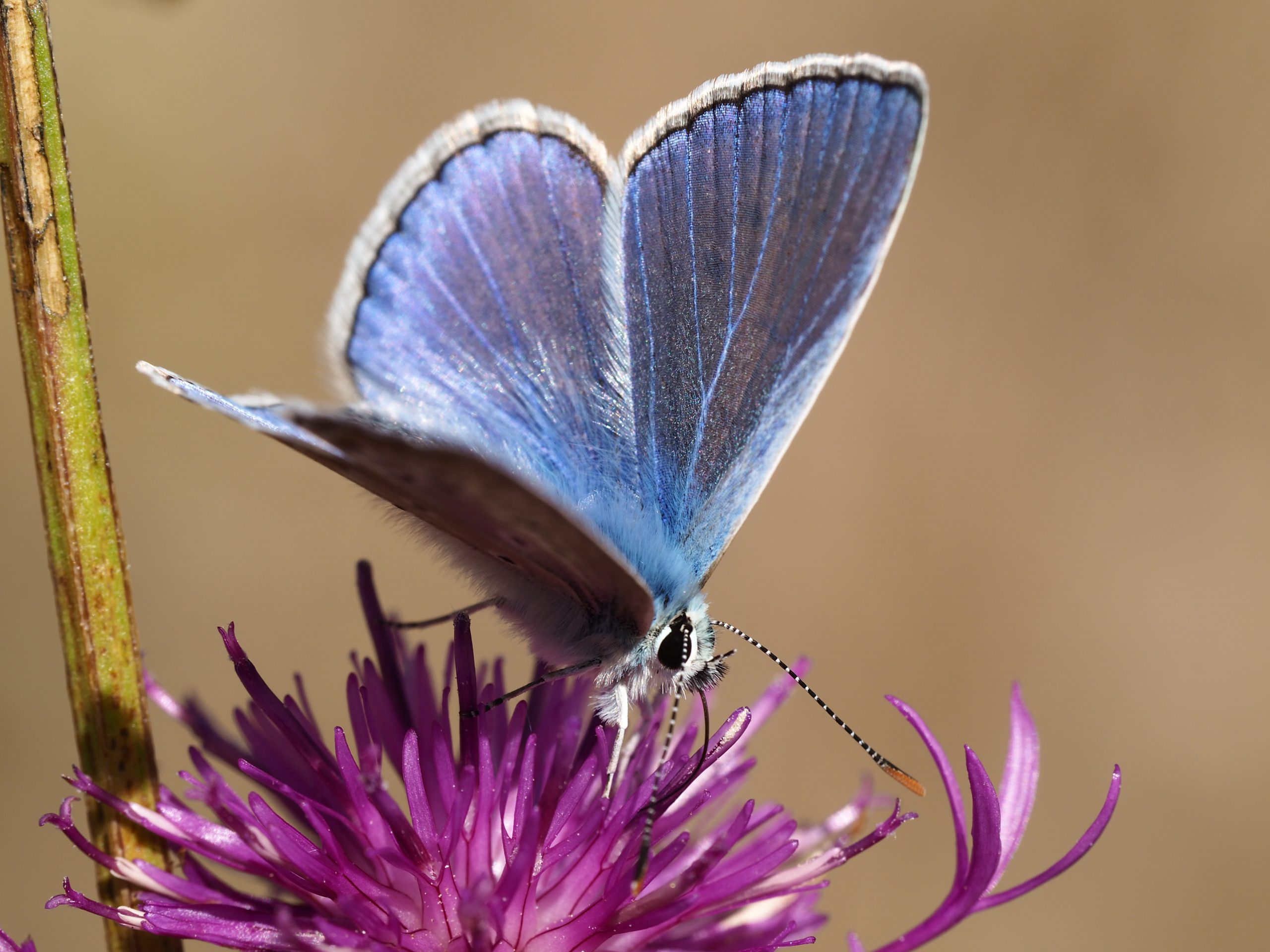 Modrásek jehlicový – Polyommatus icarus – fotogalerie