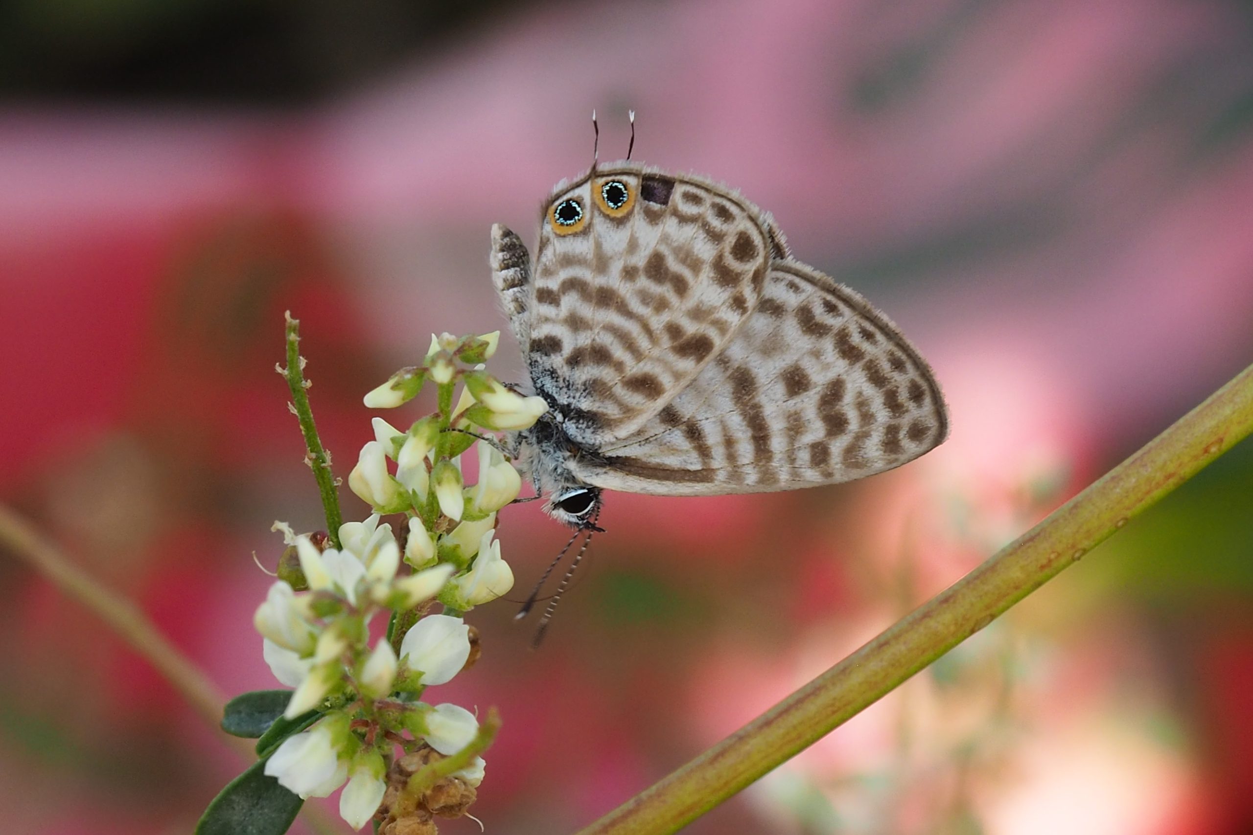 Modrásek tažný – Leptotes pirithous – fotogalerie