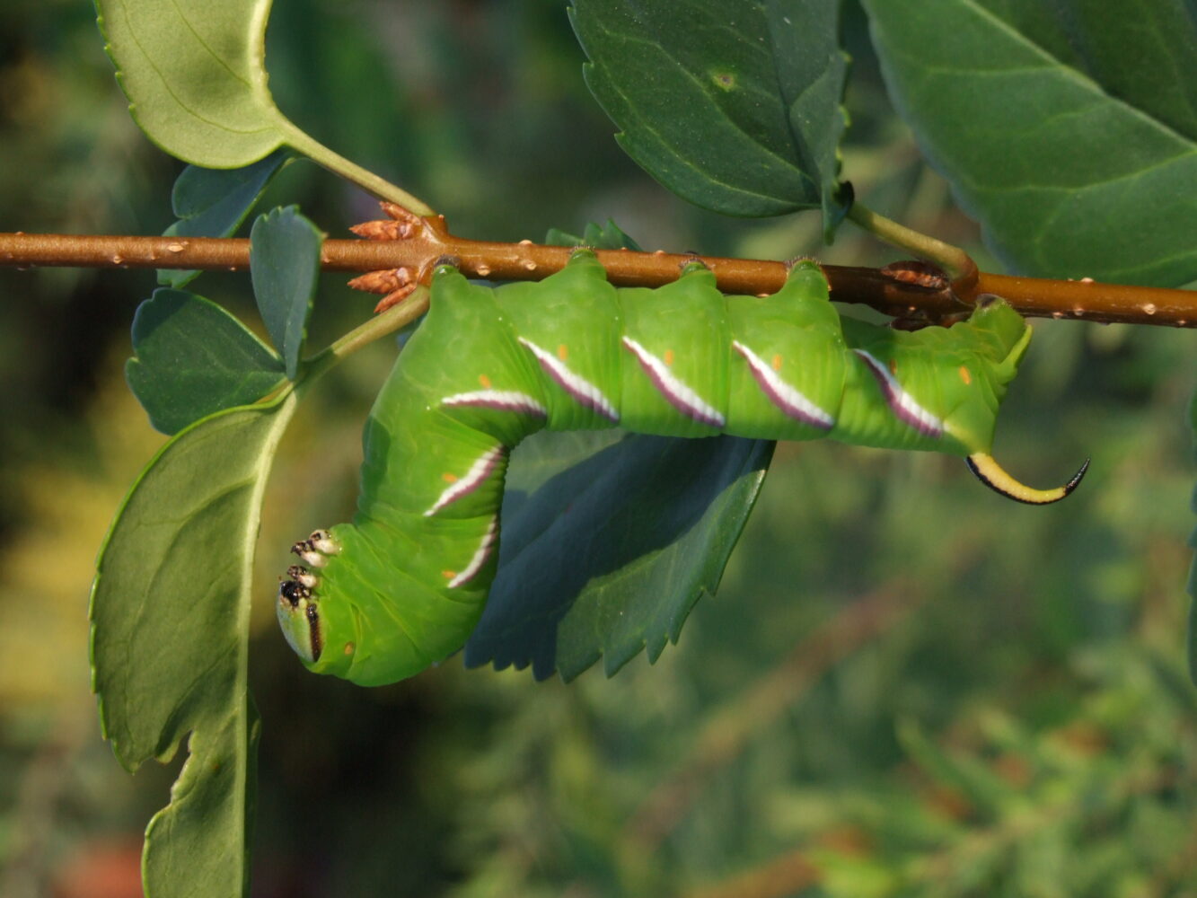 Lišaj šeříkový – Sphinx ligustri – fotogalerie