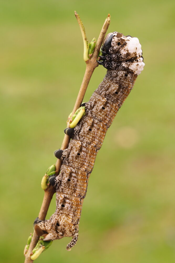 Lišaj smrtihlav – Acherontia atropos – fotogalerie