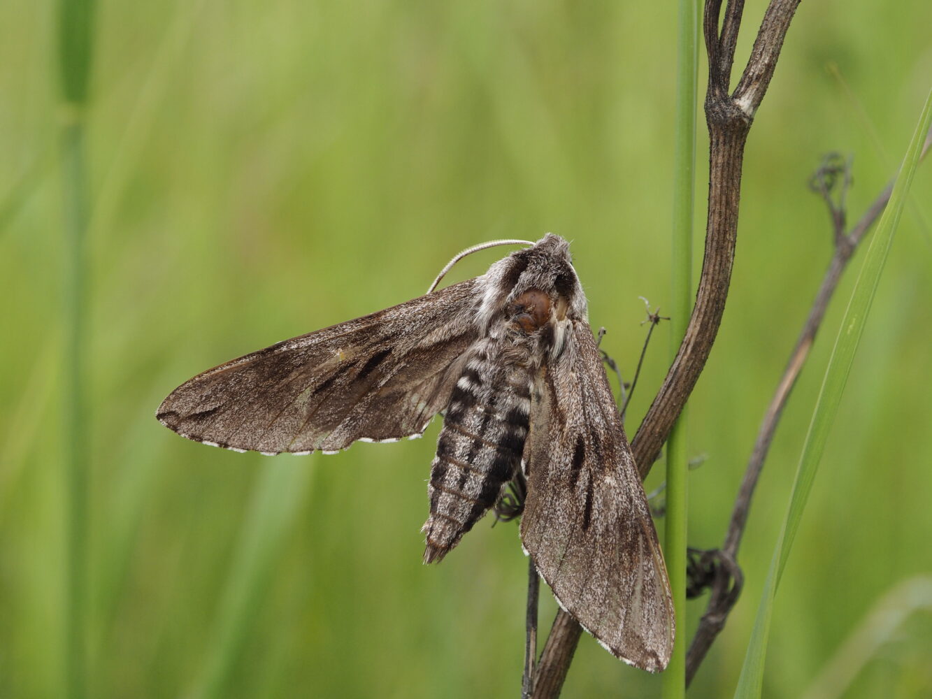 Lišaj borový – Sphinx pinastri – fotogalerie