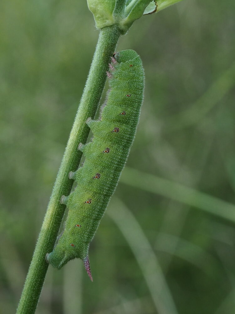 Dlouhozobka chrastavcová – Hemaris tityus – fotogalerie