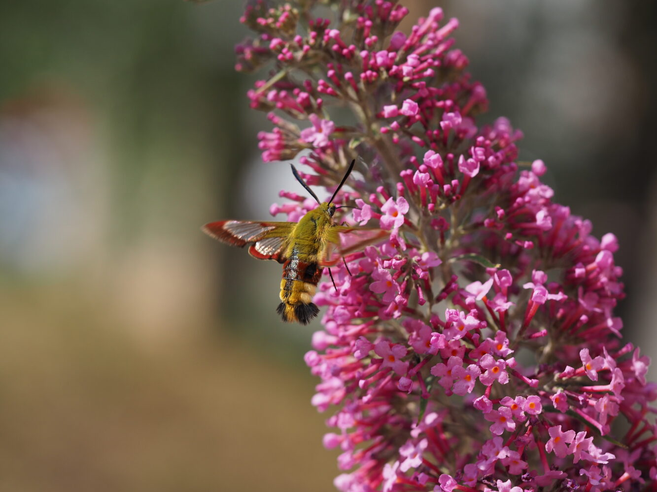 Dlouhozobka zimolezová – Hemaris fuciformis – fotogalerie