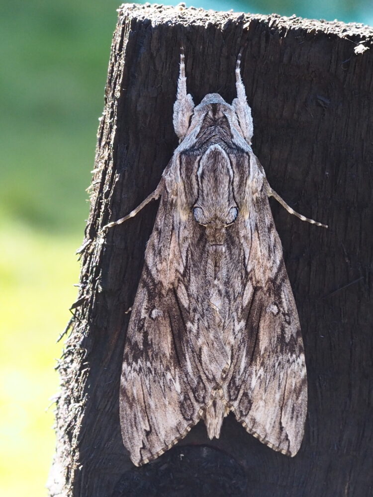 Lišaj svlačcový – Agrius convolvuli – fotogalerie