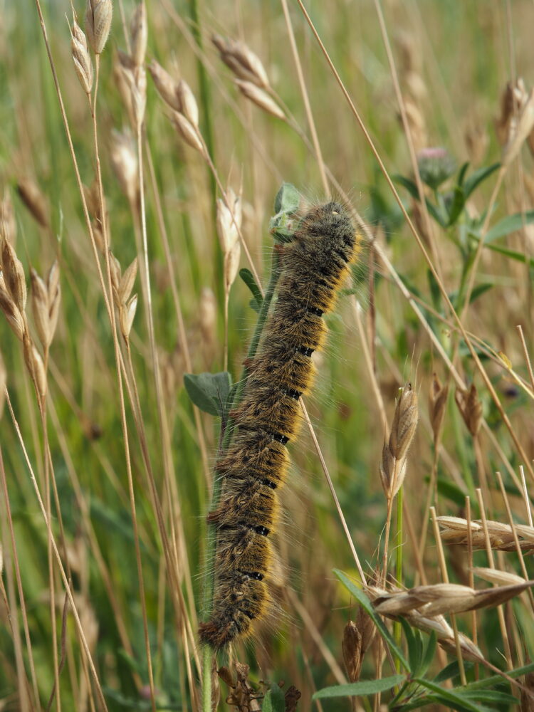 Bourovec jetelový – Lasiocampa trifolii – fotogalerie