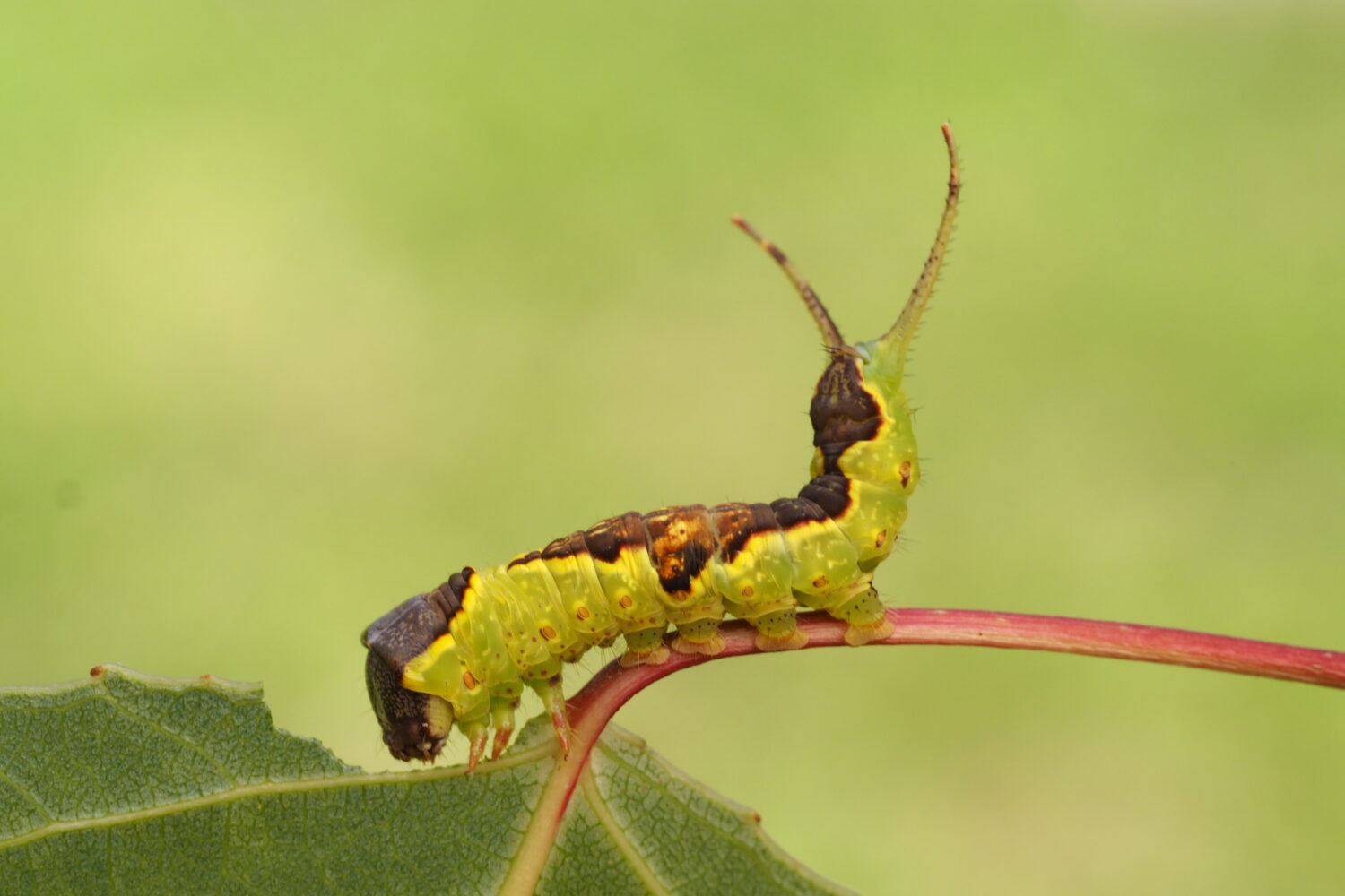 Hranostajník osikový – Furcula bifida – fotogalerie