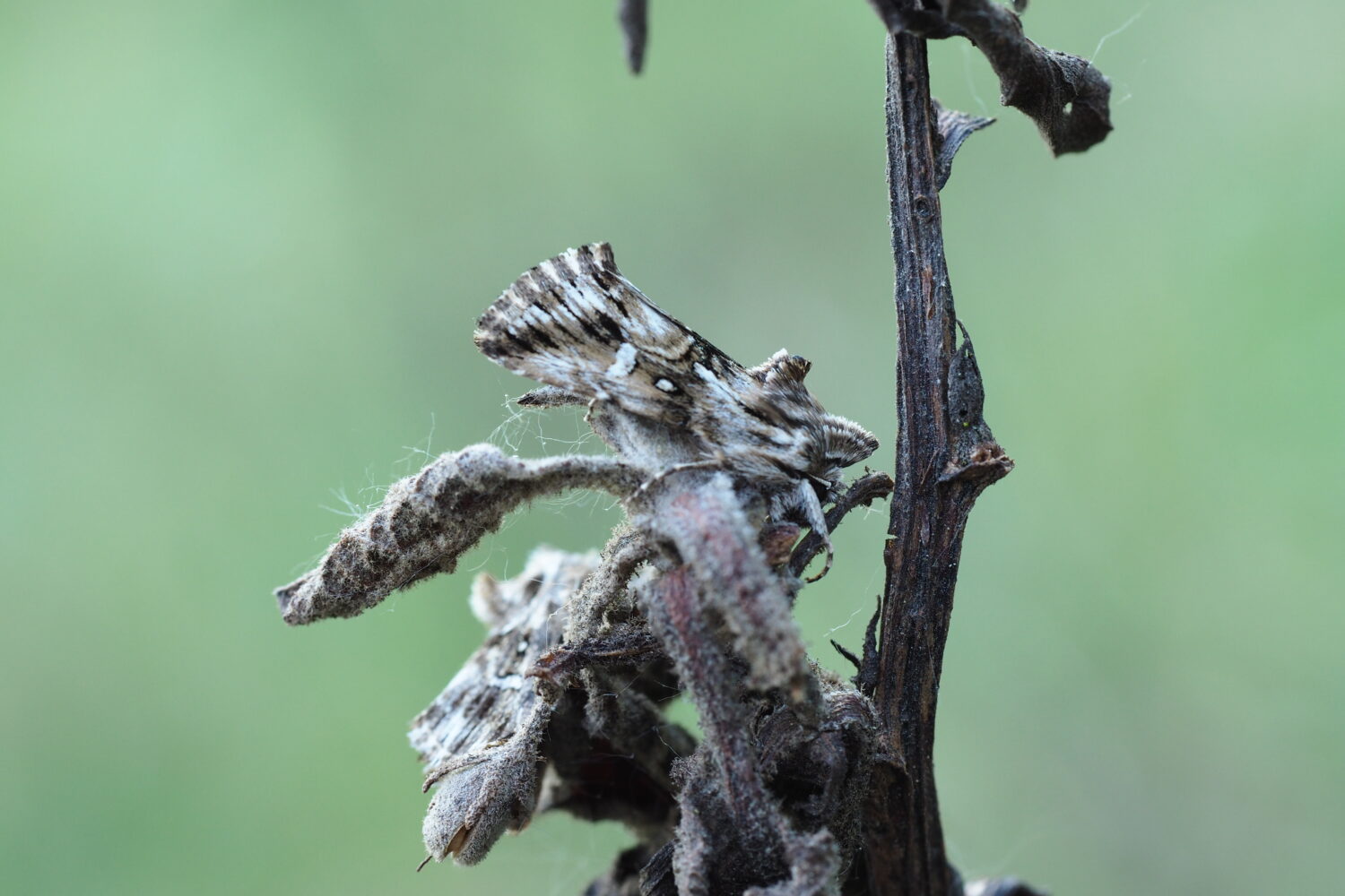 Jasnobarvec květelový – Calophasia lunula – fotogalerie