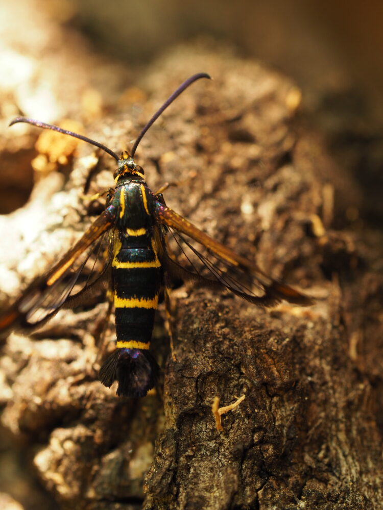 Nesytka dubová – Synanthedon conopiformis – fotogalerie