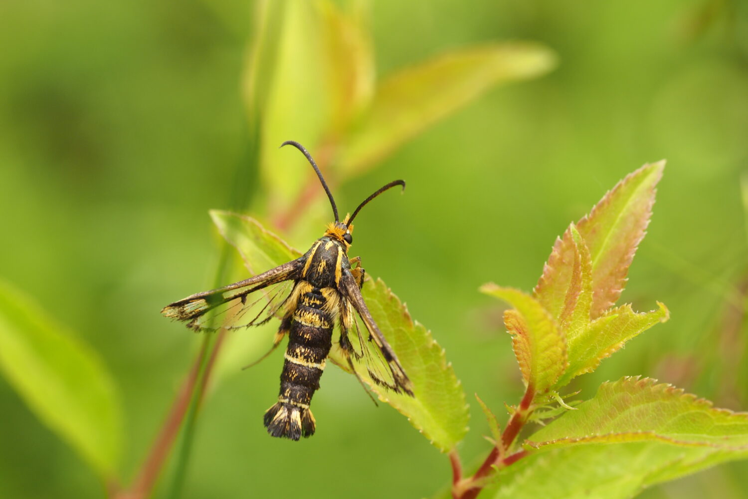 Nesytka pryšcová – Chamaesphecia empiformis – fotogalerie