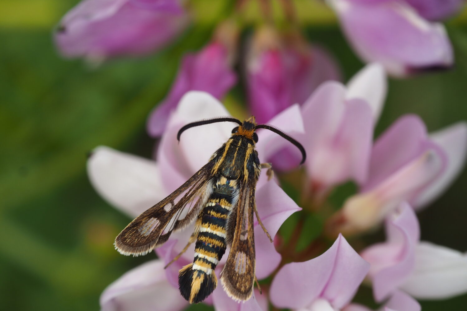 Nesytka rumištní – Chamaesphecia annellata – fotogalerie