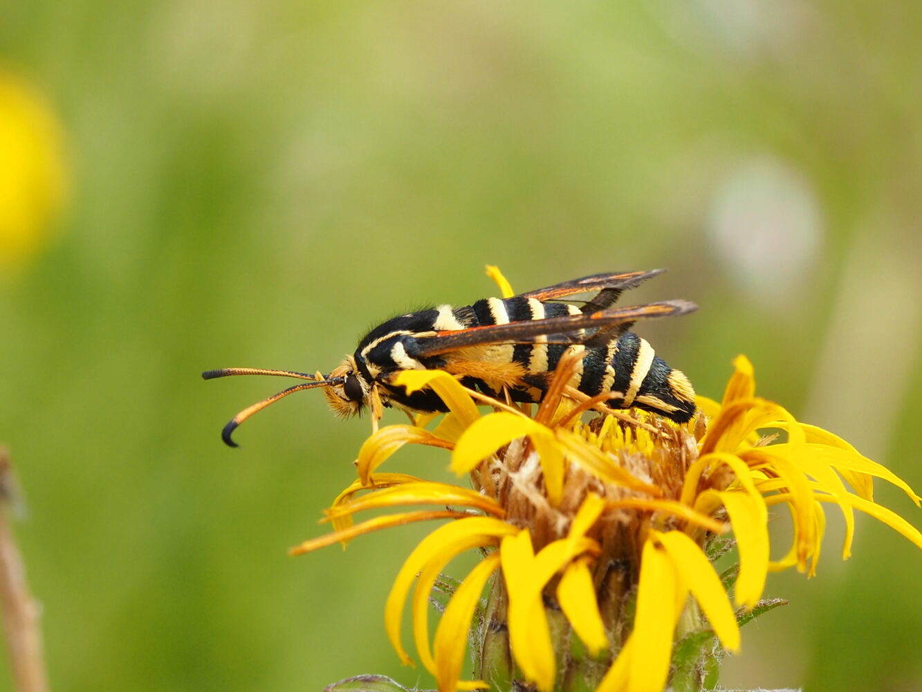 Nesytka lumčí – Bembecia ichneumoniformis – fotogalerie